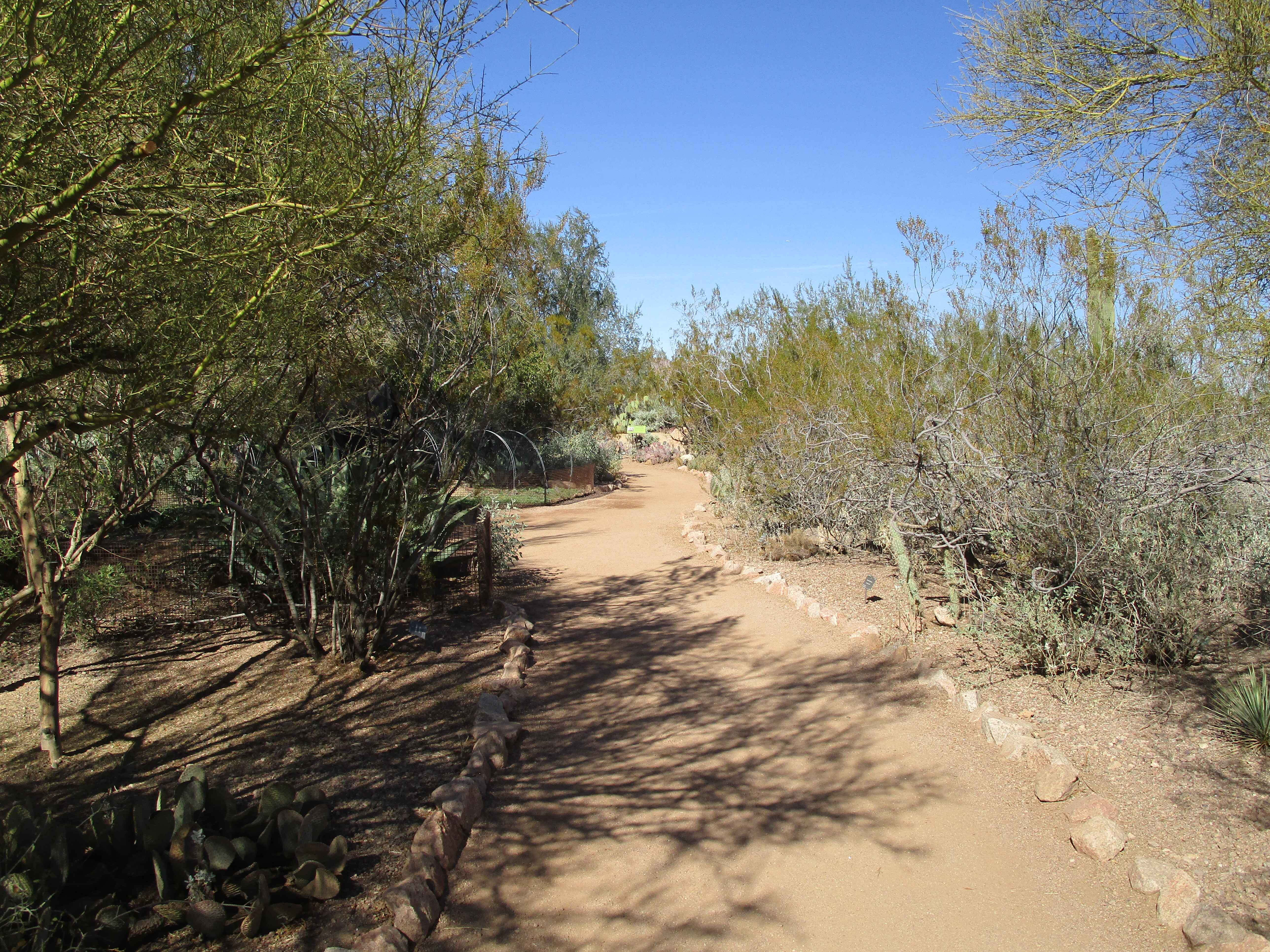 Desert Botanical Gardens, Tempe, AZ